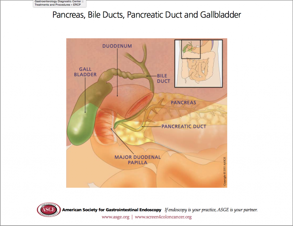 Biliary system - courtesy ASGE.org