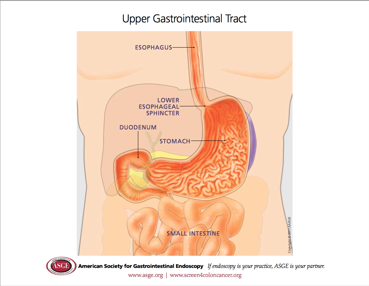 Upper Gastrointestinal tract - courtesy ASGE.org
