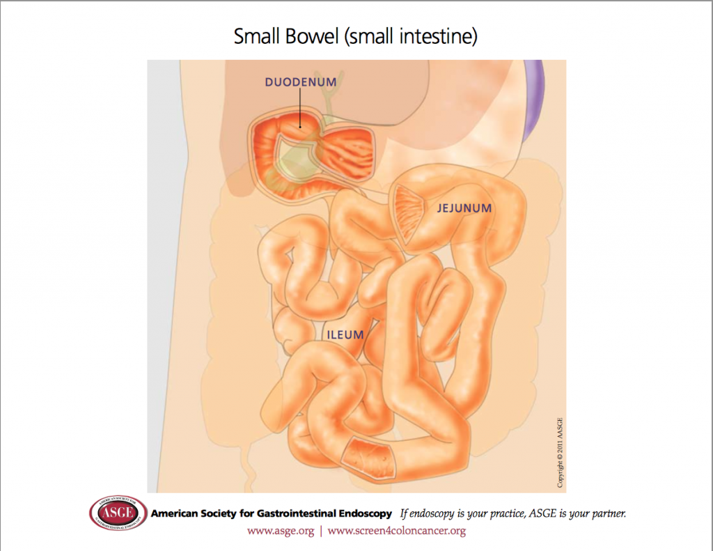 Small intestine - courtesy ASGE.org